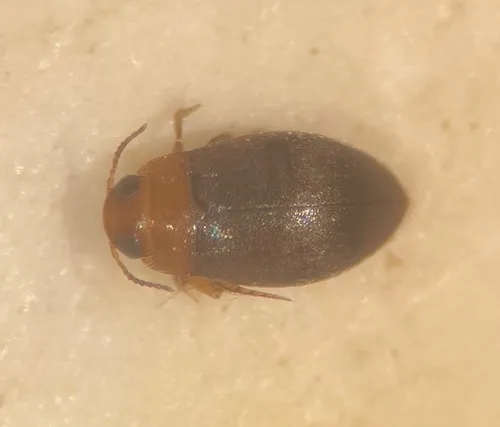 Bidessonotus inconspicuus