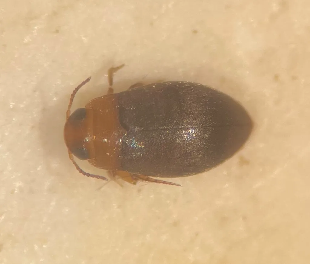 Bidessonotus inconspicuus - photo 2