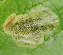 Western Sycamore Sawfly