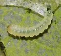 Western Sycamore Sawfly - photo 3