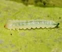 Western Sycamore Sawfly - photo 4