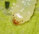 Western Sycamore Sawfly - photo 5
