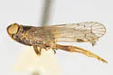 Bifoliarus bispinus