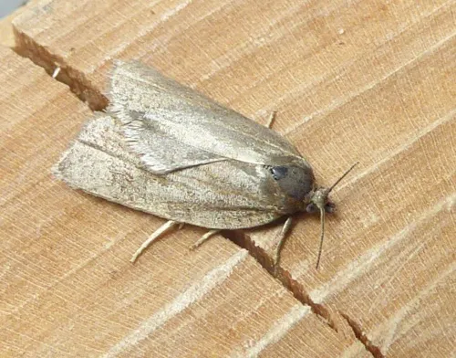Bilberry Tortrix - Aphelia viburnana