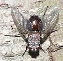 Billaea rutilans