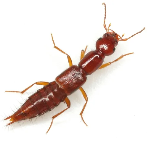 Biocrypta prospiciens - Biocrypta prospiciens
