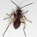 Biorhiza caepulaeformis
