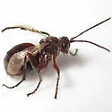 Biorhiza caepulaeformis - photo 2