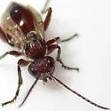 Biorhiza caepulaeformis - photo 3