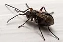 Biorhiza caepulaeformis - photo 4