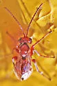 Biorhiza caepulaeformis - photo 5