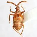 Biotus formicarius - Biotus formicarius