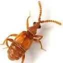 Biotus formicarius - photo 2