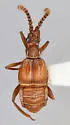 Biotus formicarius - photo 3