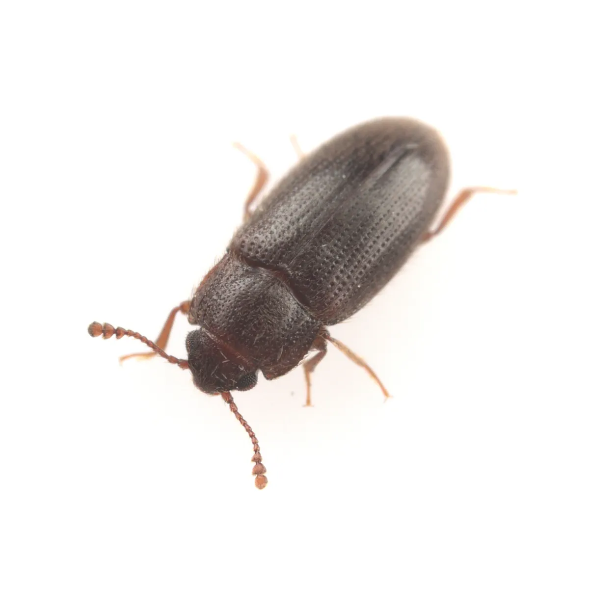 False Skin Beetles - photo 2