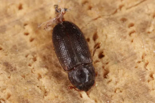 Biphyllus frater