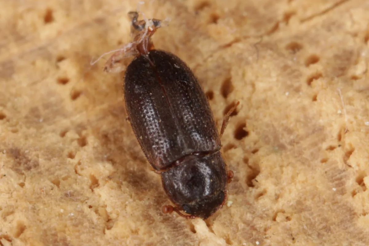 Biphyllus frater - photo 3