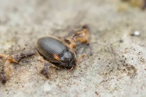 Biphyllus humeralis