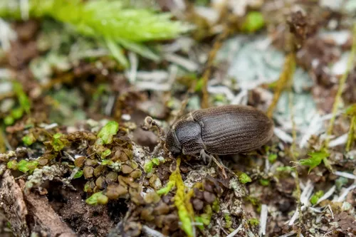 Biphyllus kasuganus