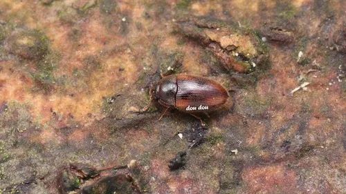 Biphyllus lewisi