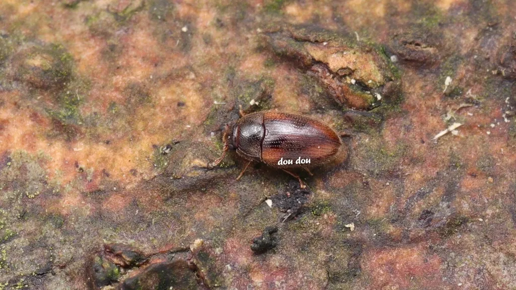 Biphyllus lewisi - photo 2