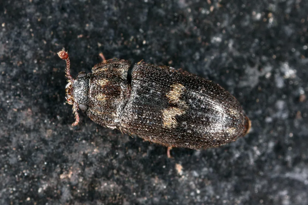 Biphyllus lunatus - photo 2