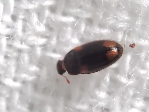 Biphyllus oshimanus