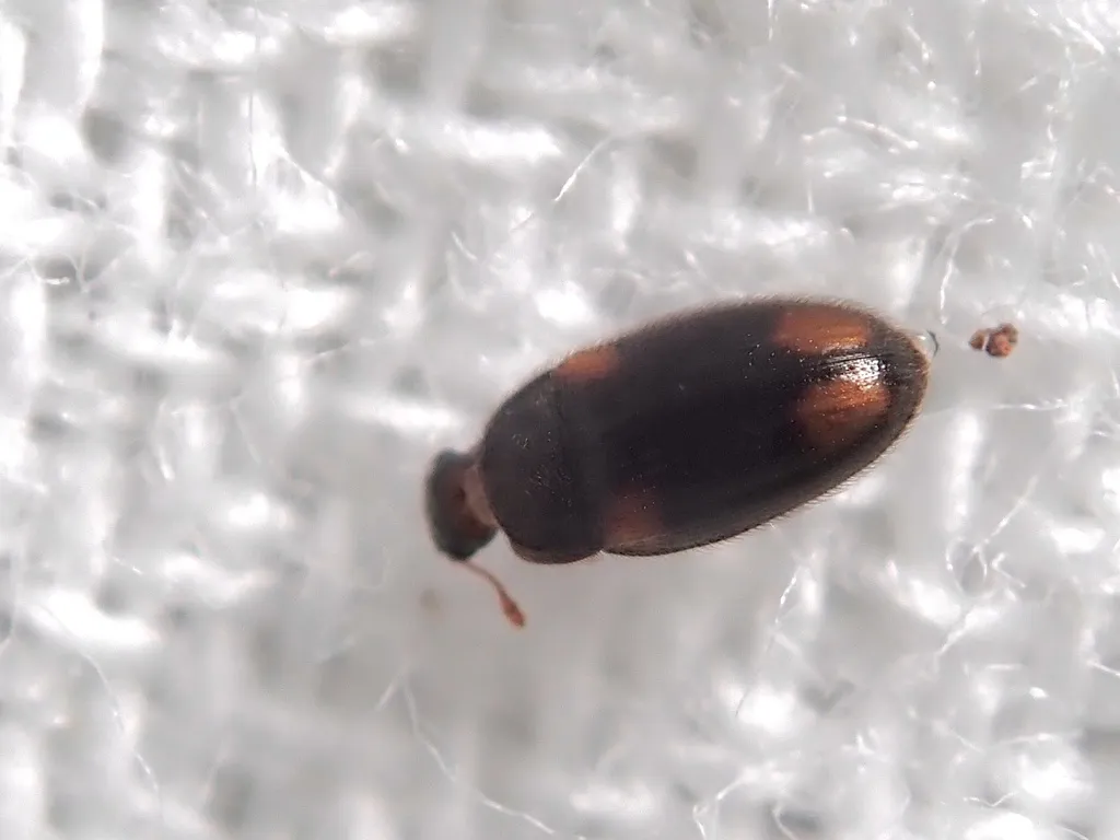 Biphyllus oshimanus - photo 2
