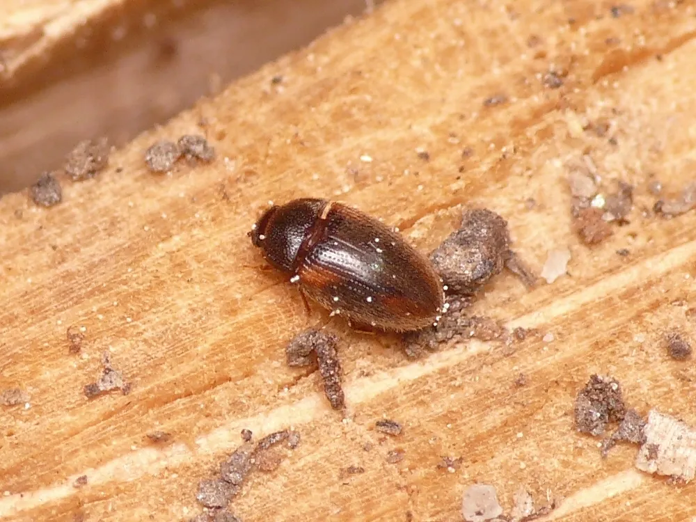 Biphyllus rufopictus - photo 3