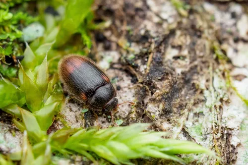 Biphyllus suffusus