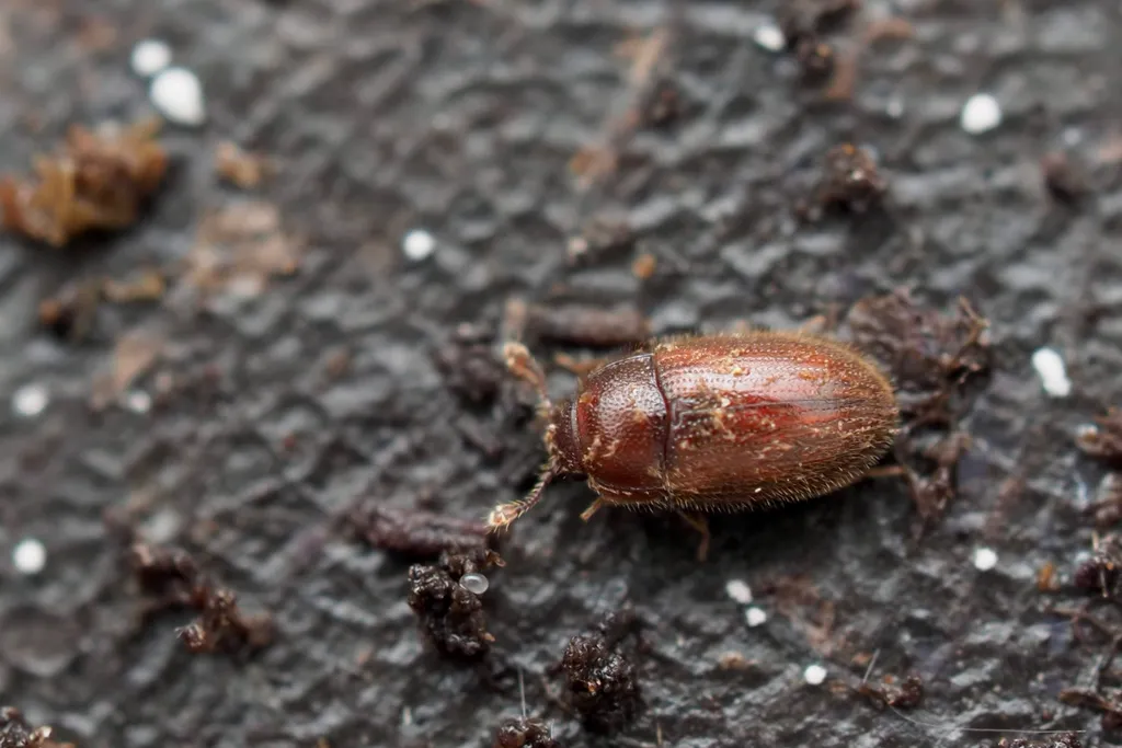 Biphyllus throscoides - photo 2