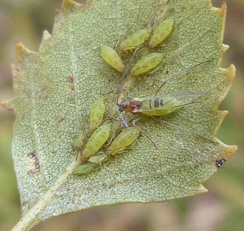 Downy Birch Aphid