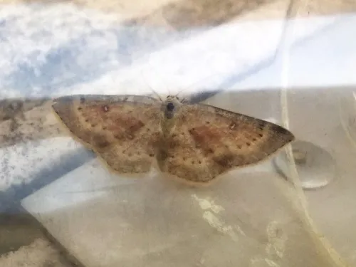 Birch Mocha