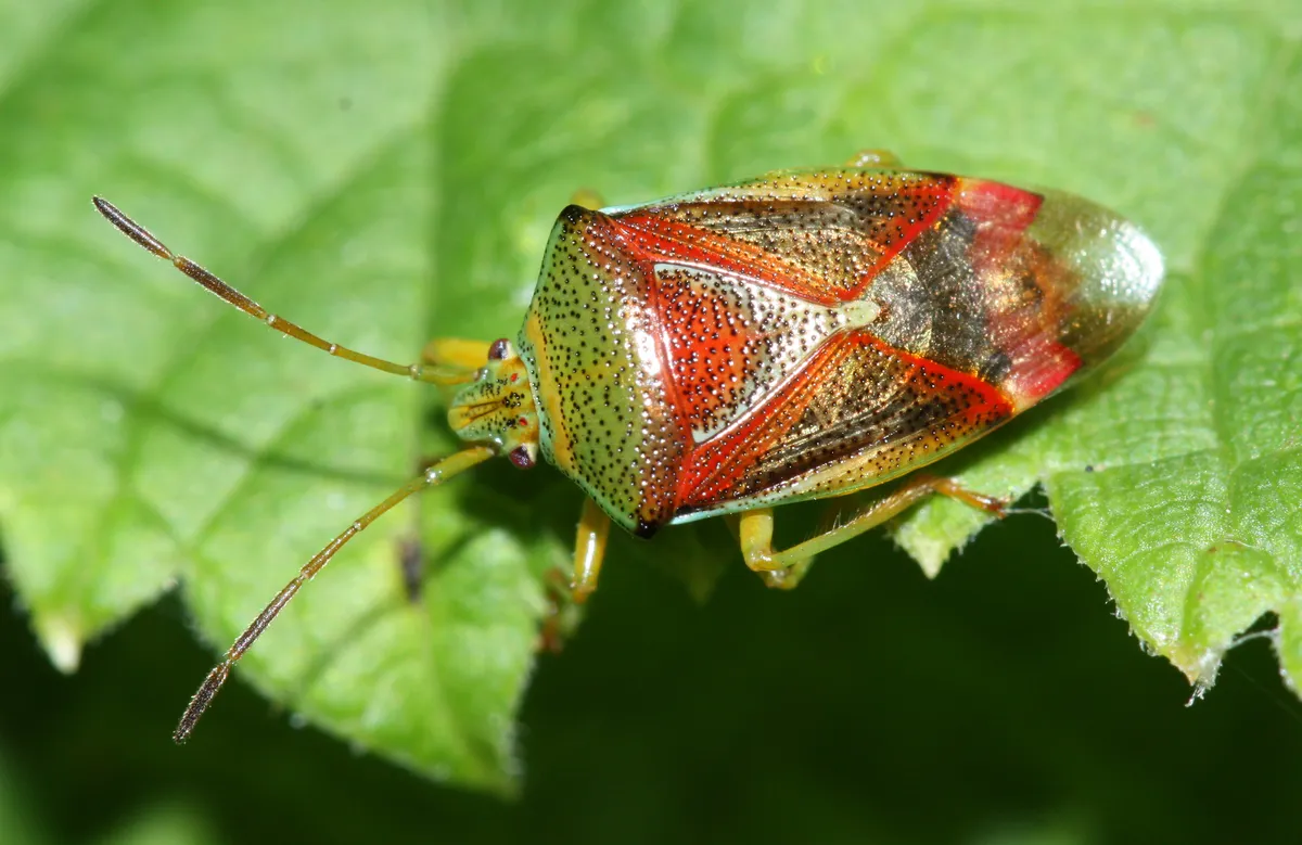 Birch Shieldbug - photo 3