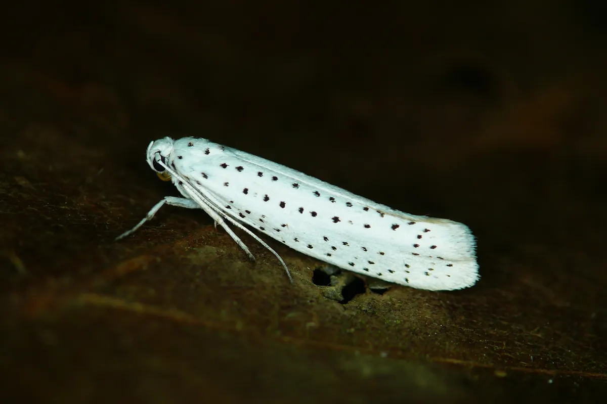 Bird-cherry Ermine - photo 3