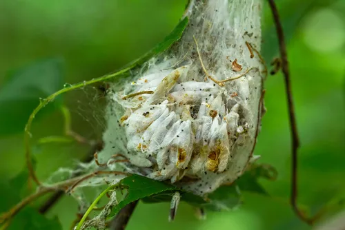 Bird-cherry Ermine - photo 5
