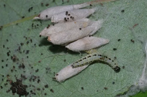 Bird-cherry Ermine - photo 6