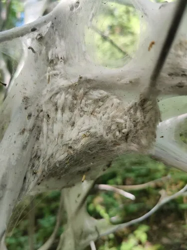 Bird-cherry Ermine - photo 8