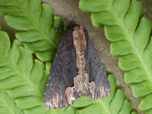 Bird's Wing - Dypterygia scabriuscula