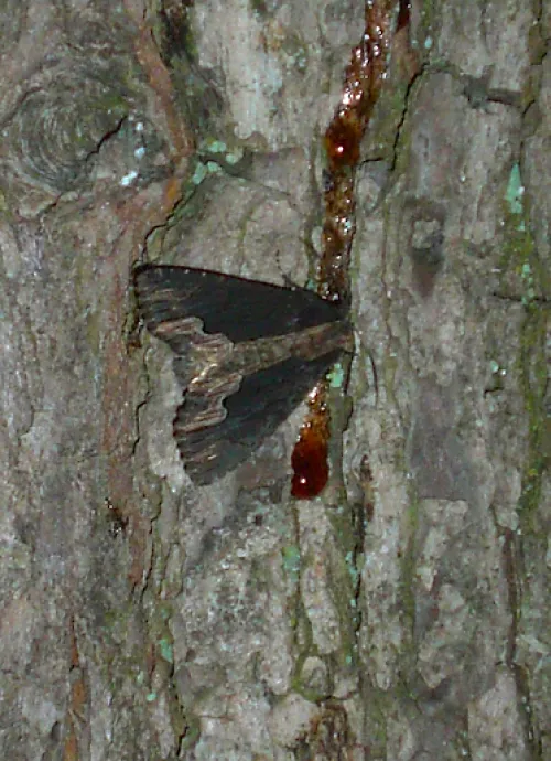 Bird's Wing - photo 5