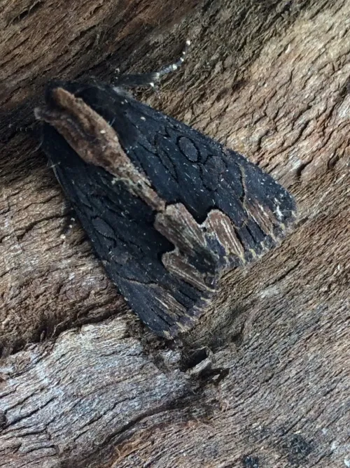 Bird's Wing - photo 7