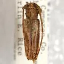 Bisaltes tibialis