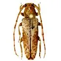 Bisaltes tibialis - photo 3