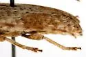 Bisaltes tibialis - photo 4