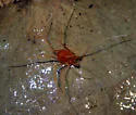 Bishop's harvestman