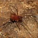Bishop's harvestman - photo 2