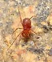 Bishop's harvestman - photo 3