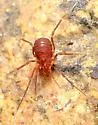 Bishop's harvestman - photo 4