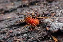 Bishop's harvestman - photo 5