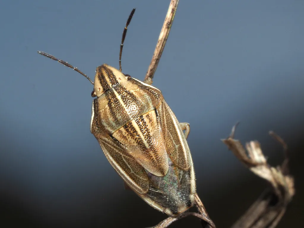 Bishop's Mitre Shieldbug - photo 2